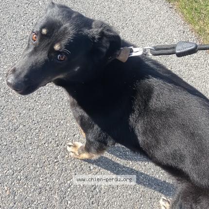 Photo de chien trouvé à Saint Vincent De Barres