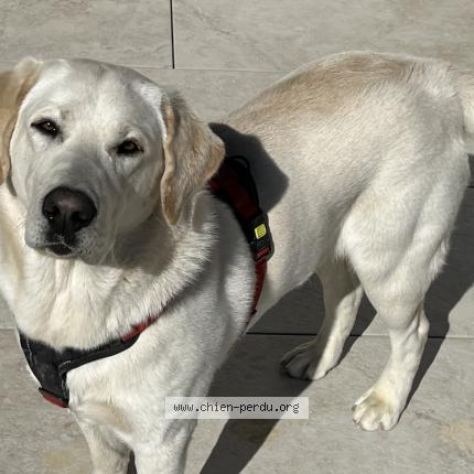 Photo 1/1 Chien retrouvé Perdu à Saint julien d asse