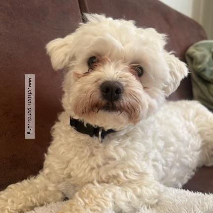 Photo 1/1 Chien retrouvé Perdu à Poitiers