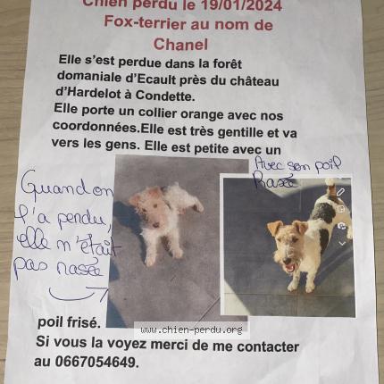 Photo de chien perdu à Condette