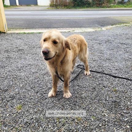 Photo 1/1 Chien retrouvé Trouvé à Plougastel Daoulas