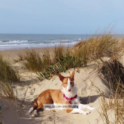 Photo de chien perdu à Cognac