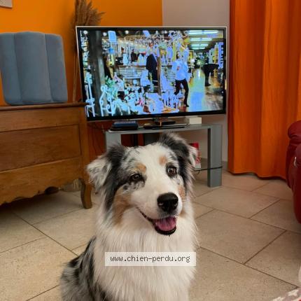 Photo de chien perdu à Molleges