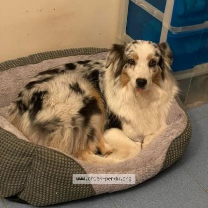 Photo 2/3 Chien retrouvé Perdu à Molleges