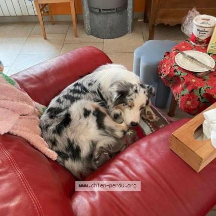 Photo 3/3 Chien retrouvé Perdu à Molleges