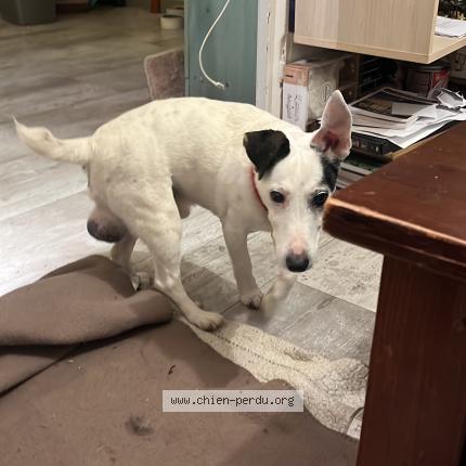 Photo 1/1 Chien retrouvé Trouvé à Les Aix D Angillons