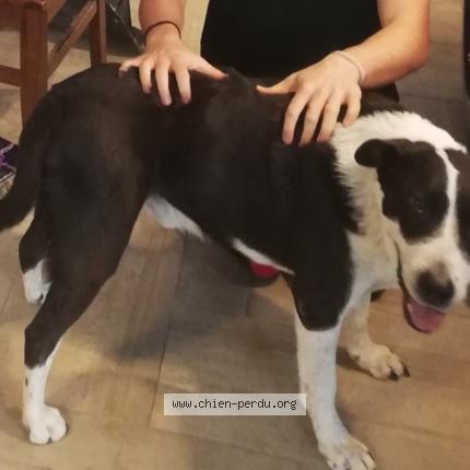 Photo de chien perdu à Coaraze