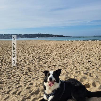 Photo de chien perdu à Hendaye