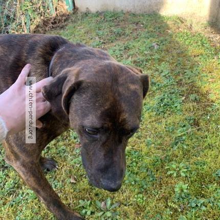 Photo 1/1 Chien retrouvé Trouvé à Audignon