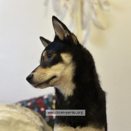 Photo de chien perdu à Vauvert