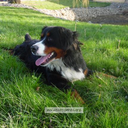 Photo 1/1 Chien retrouvé Perdu à Cuille