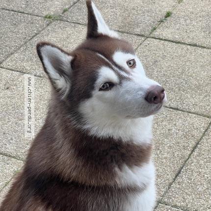 Photo 1/1 Chien retrouvé Perdu à Le Genest St Isle