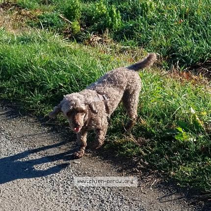 Photo 1/1 Chien retrouvé Perdu à Niort
