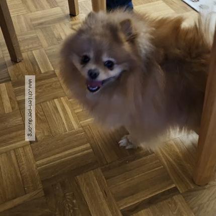 Photo de chien trouvé à Pau