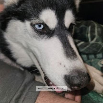 Photo 1/1 Chien retrouvé Perdu à Troyes