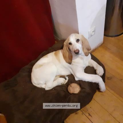 Photo de chien perdu à Mejannes Le Clap