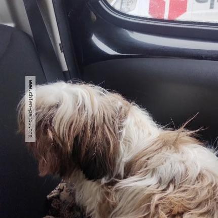 Photo 1/1 Chien retrouvé Trouvé à Chatenauf en thymerais