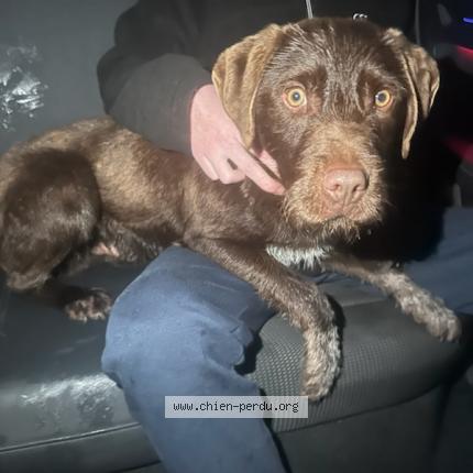 Photo 1/1 Chien retrouvé Trouvé à Salaise Sur Sanne