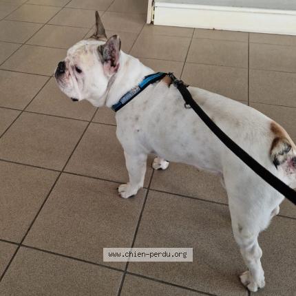 Photo de chien trouvé à Amphion