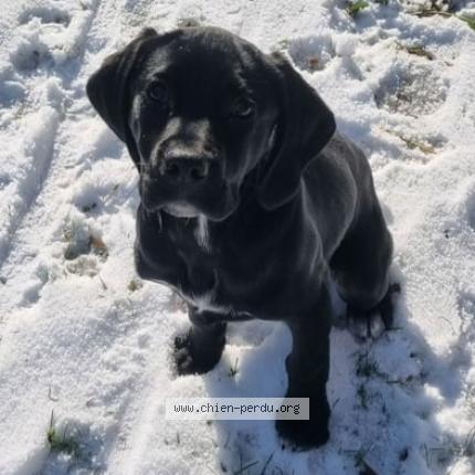 Photo de chien perdu à Le Planquay