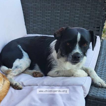 Photo de chien perdu à Pledran