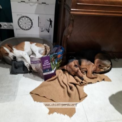 Photo 1/1 Chien retrouvé Perdu à Soings En Sologne