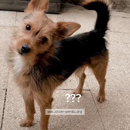 Photo 1/1 Chien retrouvé Perdu à La chapelle en serval