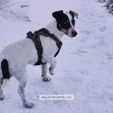 Photo de chien perdu à Vienne