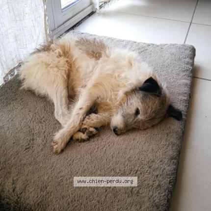 Photo de chien perdu à Grabels