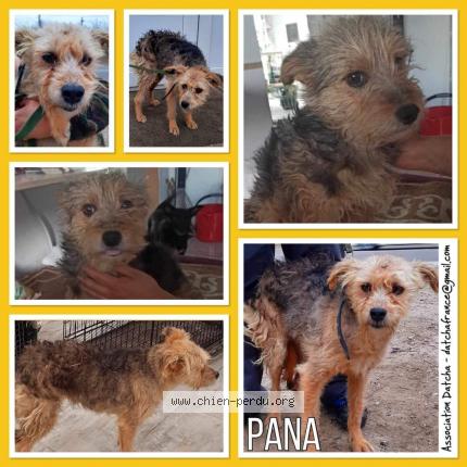 Photo 1/1 Chien retrouvé Perdu à Mordelles