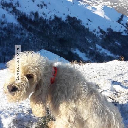 Photo 1/1 Chien retrouvé Perdu à Arcizac Et Angles