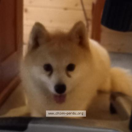 Photo 1/1 Chien retrouvé Perdu à Brest