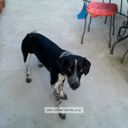 Photo 1/1 Chien retrouvé Perdu à Castelnaudary