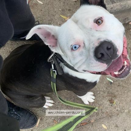 Photo de chien perdu à Saint Sauveur En Puisaye