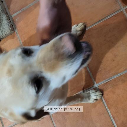Photo 1/2 Chien retrouvé Trouvé à Cayrac