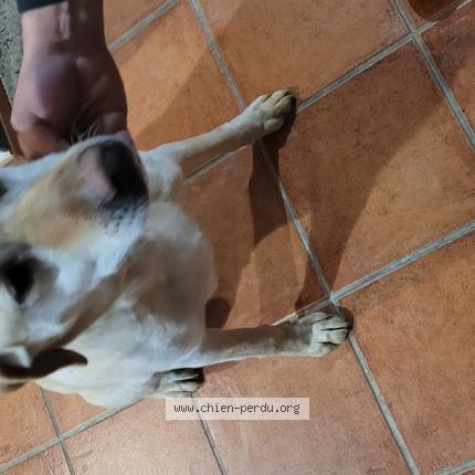 Photo 2/2 Chien retrouvé Trouvé à Cayrac
