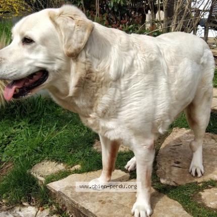 Photo 1/1 Chien retrouvé Trouvé à Perigueux