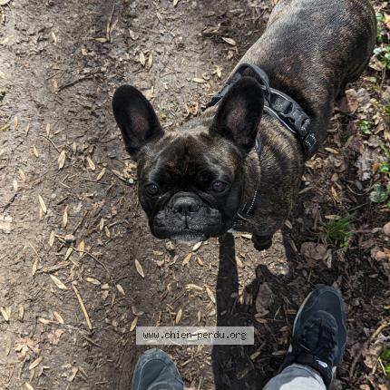 Photo 1/3 Chien retrouvé Perdu à Toulouse