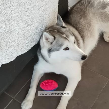 Photo de chien perdu à Mouans Sartoux