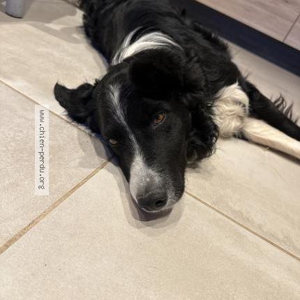 Photo 1/1 Chien retrouvé Trouvé à Tourtour