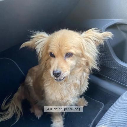 Photo 2/2 Chien retrouvé Trouvé à Toulon