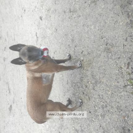 Photo de chien perdu à Fleury Merogis