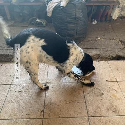 Photo 1/1 Chien retrouvé Trouvé à Mont Saint Eloi