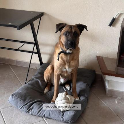 Photo 1/1 Chien retrouvé Perdu à 34790 Grabels
