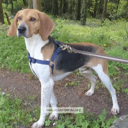 Photo 1/1 Chien retrouvé Perdu à Tours