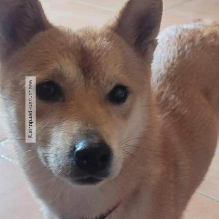 Photo 2/2 Chien retrouvé Perdu à Bras