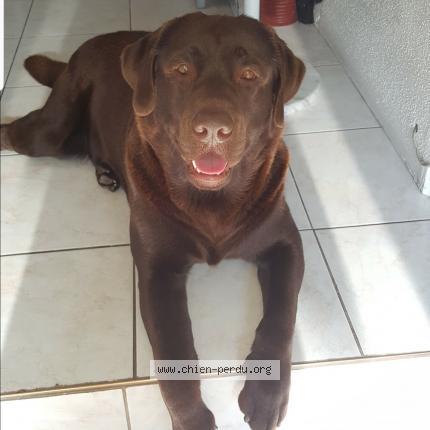 Photo de chien perdu à Wittenheim