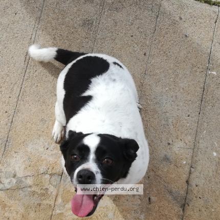 Photo de chien trouvé à Saint Just