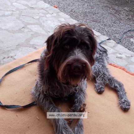 Photo 1/1 Chien retrouvé Perdu à Pezenas