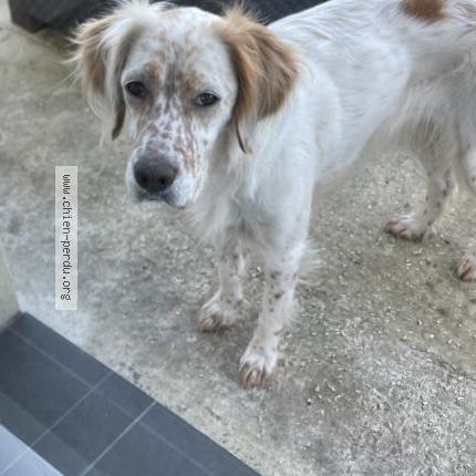 Photo 1/3 Chien retrouvé Perdu à Saint Yzan De Soudiac